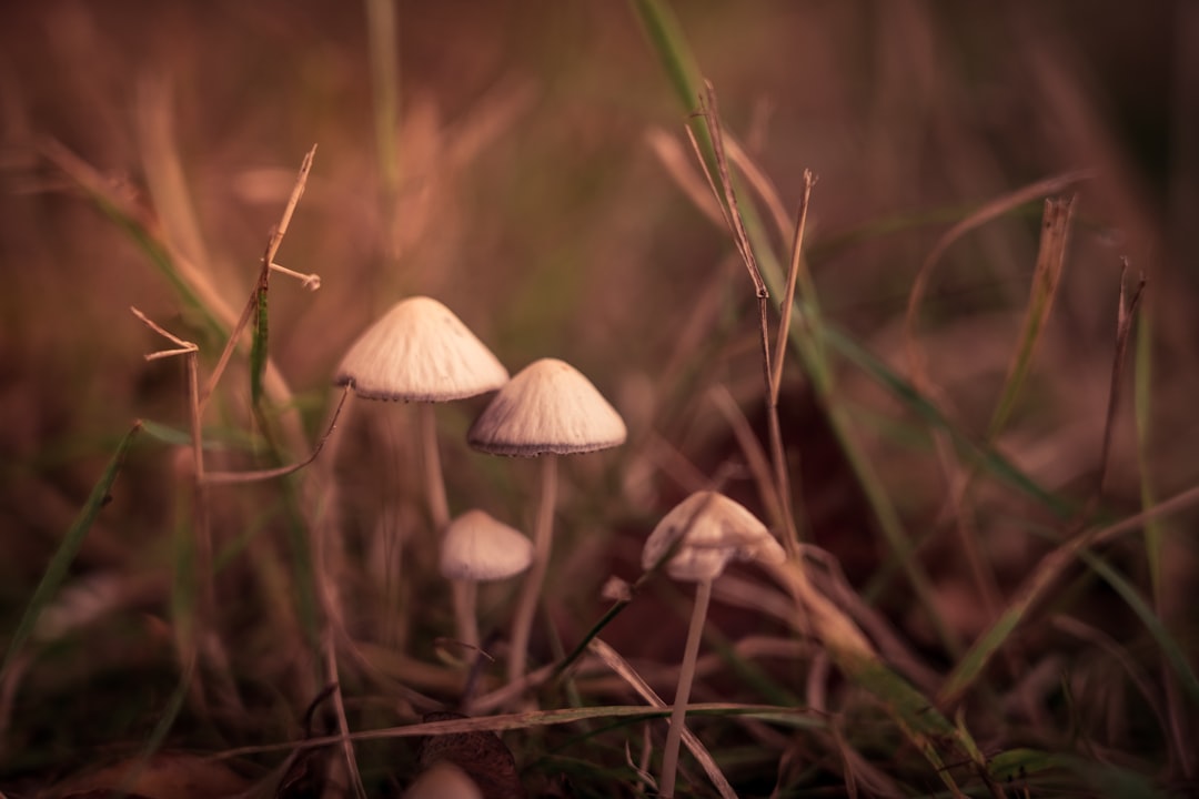 What is the Difference Between Types of Magic Mushrooms Available Online in Canada?