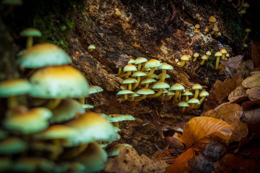 The Role of Magic Mushrooms in Mental Health Treatment: A Canadian Perspective
