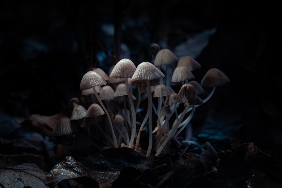 The Legal Landscape of Magic Mushrooms in Canada: What You Need to Know