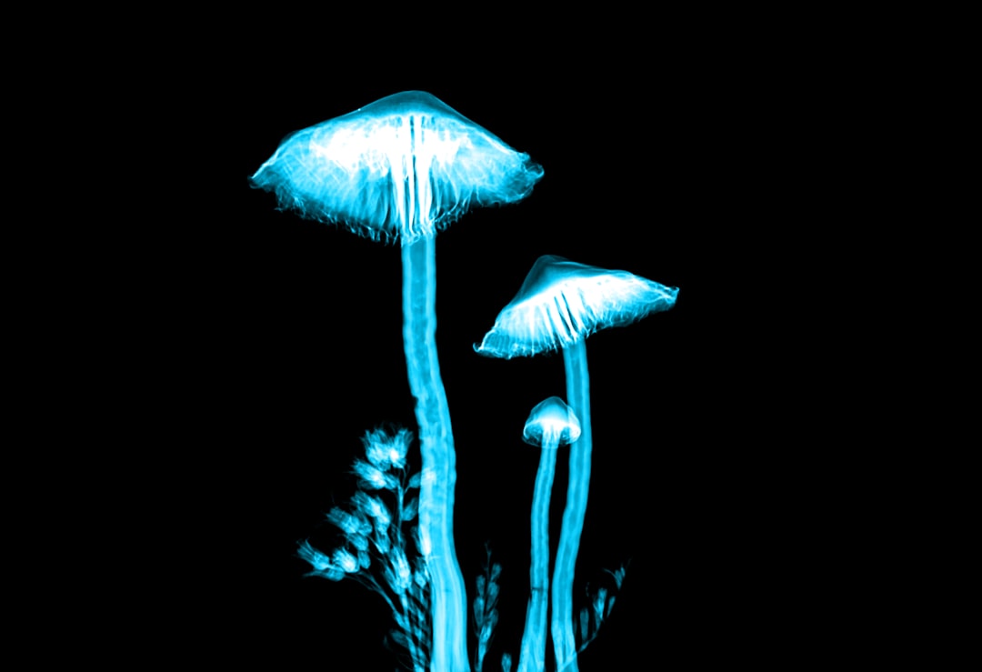 How to Safely Buy and Experience Magic Mushrooms in Canada