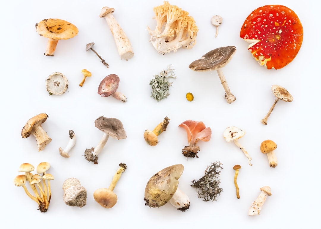 How to Transform Your Mindset with Magic Mushrooms: A Canadian Guide