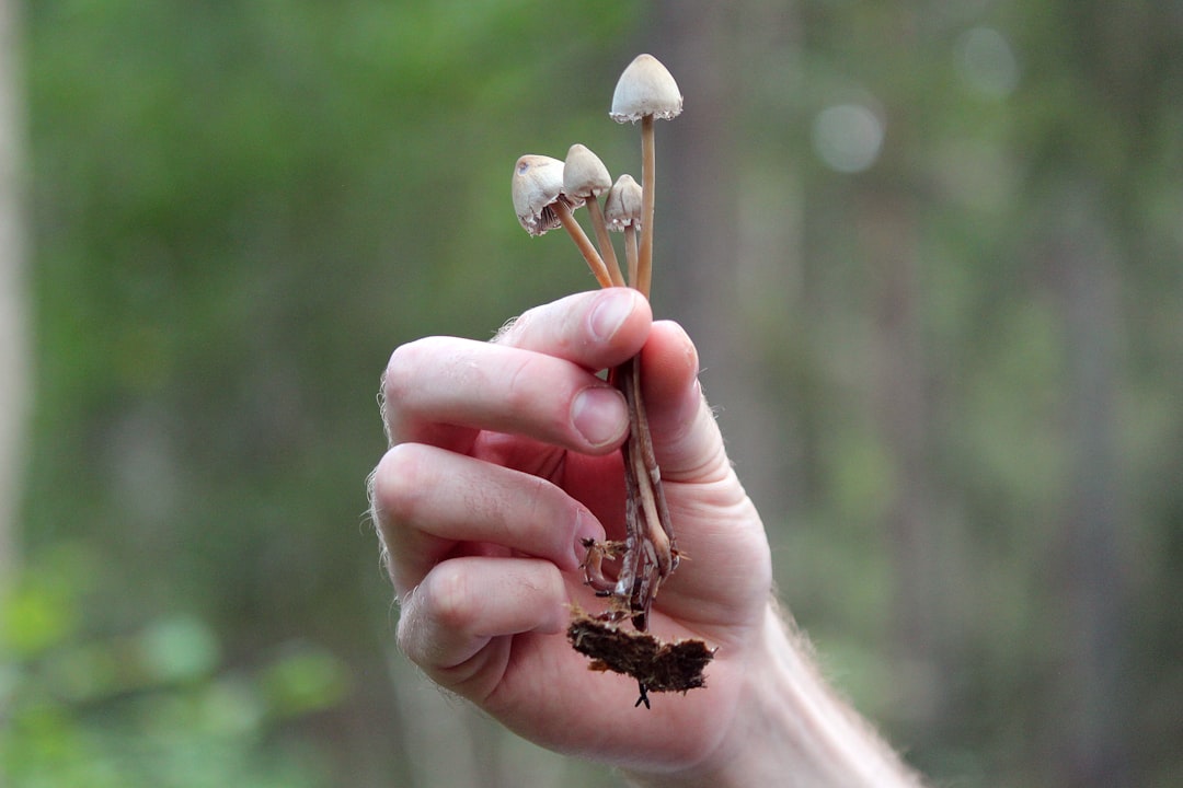 How to Unlock the Mystical World of Magic Mushrooms in Canada