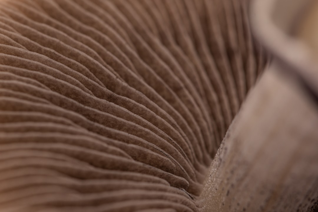 How to Start Your Psychedelic Journey with Magic Mushrooms from Canada